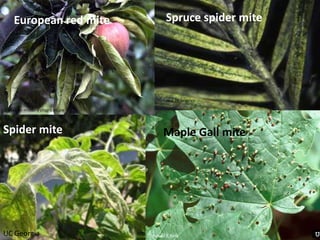 Piercing-Sucking mouthparts                          - Vector disease Wings with uniform texture- Held tent-like over bodyMany plant pestsRobin RosettaUC IPMEric Matthews