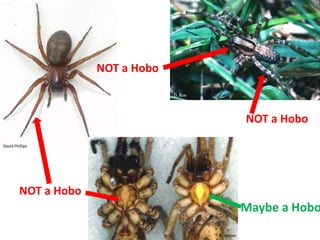 Diptera“two-wings”FLIESChewing, often modifiedSponging (cutting)Piercing-suckingComplete metamorphosisOne pair of wingsHind “wings” reduced: Halter