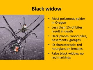 Apple maggotRed sphere trap+lureNEW PEST ALERT…Canadian ministry of Ag.Cal extensionBeet leaf minerCrane flyA. Schattmann