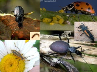 Drosophila suzukii locations in Oregon, 2011Confirmed locations from collected fruits or trapping by ODA, APHIS and OSU