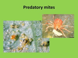 Guidelines for Monitoring Adult SWD PresenceClear container with lid, ~10 holes (3/16”) around the side of container1.5-2 inches of solutionReal apple cider vinegar + small drop of unscented liquid dish soapService traps weeklyHang from plant or stake in shade at fruiting level in the canopy, out of windPlace as many traps in your susceptible crops as you can reasonably maintainPay particular attention to high risk areasDiverse field edges with ample shadeDeploy traps just prior to fruit coloringCount and record the number of male SWD weekly*Watch website for regional detections of SWD