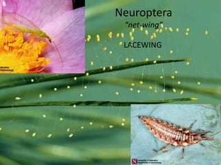 Spotted Winged DrosophilaDrosophila suzukii, an invasive pestof berry and stone fruitsOregon Non-Commercial HomeownersBackyard Management GuideBackyard Gardener MonitoringTo share your information with OSU researchers, make sure to provide as much of the requested information as possible.Report any findings  of SWD adults and larvae in fruit to your nearest extension office