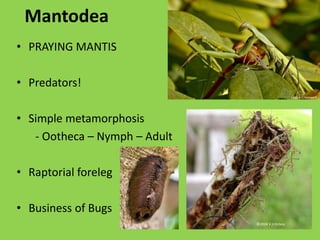     Fill out the online excel record sheet and email  to :  SWD.OREGON@GMX.COMFound on SWD website, For Gardenershttp://swd.hort.oregonstate.edu