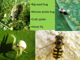 Orthoptera“long-winged“ GRASSHOPPERS, KATYDIDS, CRICKETS