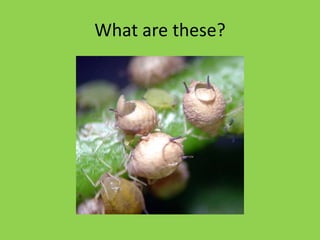  Simple metamorphosis