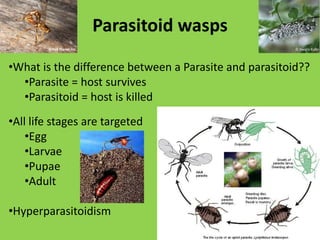 Characteristic legs - Hind leg= modified for jumping,  - thickened femur - sound production Not much of a pest on west side…©Red Planet Inc. 