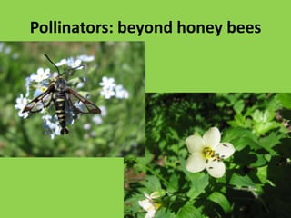 Isoptera“similar-winged“ TERMITES