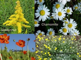 Feed on flowers, fruit, leaves, twigs, budsDisease vectorsA.M Varela