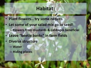 Butterflies of SingaporeGlen K. PetersonLepidoptera: Butterflies & moths“scale-wings”Long proboscus: siphoningComplete metamorphosis2 pairs of wingsButterfly wings upright at restMoth wings flat at rest