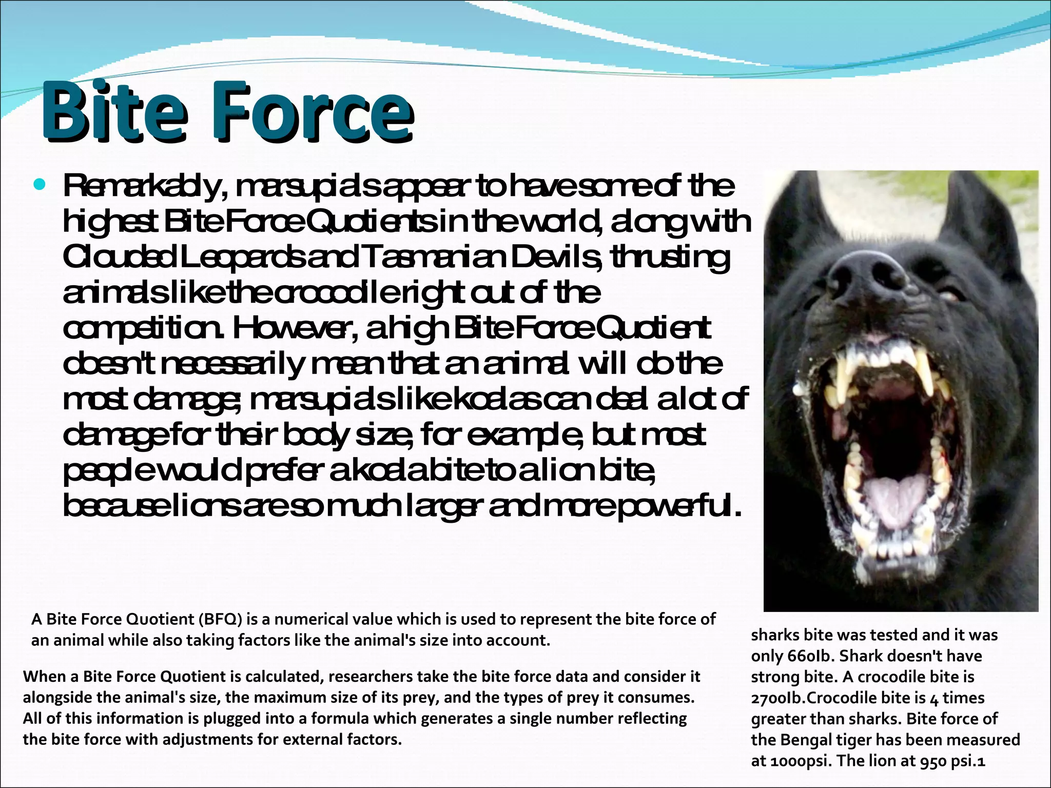 Bite Force   Remarkably, marsupials appear to have some of the highest Bite Force Quotients in the world, along with Clouded Leopards and Tasmanian Devils, thrusting animals like the crocodile right out of the competition. However, a high Bite Force Quotient doesn't necessarily mean that an animal will do the most damage; marsupials like koalas can deal a lot of damage for their body size, for example, but most people would prefer a koala bite to a lion bite, because lions are so much larger and more powerful. When a Bite Force Quotient is calculated, researchers take the bite force data and consider it alongside the animal's size, the maximum size of its prey, and the types of prey it consumes. All of this information is plugged into a formula which generates a single number reflecting the bite force with adjustments for external factors.  A Bite Force Quotient (BFQ) is a numerical value which is used to represent the bite force of an animal while also taking factors like the animal's size into account. sharks bite was tested and it was only 660Ib. Shark doesn't have strong bite. A crocodile bite is 2700Ib.Crocodile bite is 4 times greater than sharks. Bite force of the Bengal tiger has been measured at 1000psi. The lion at 950 psi.1 