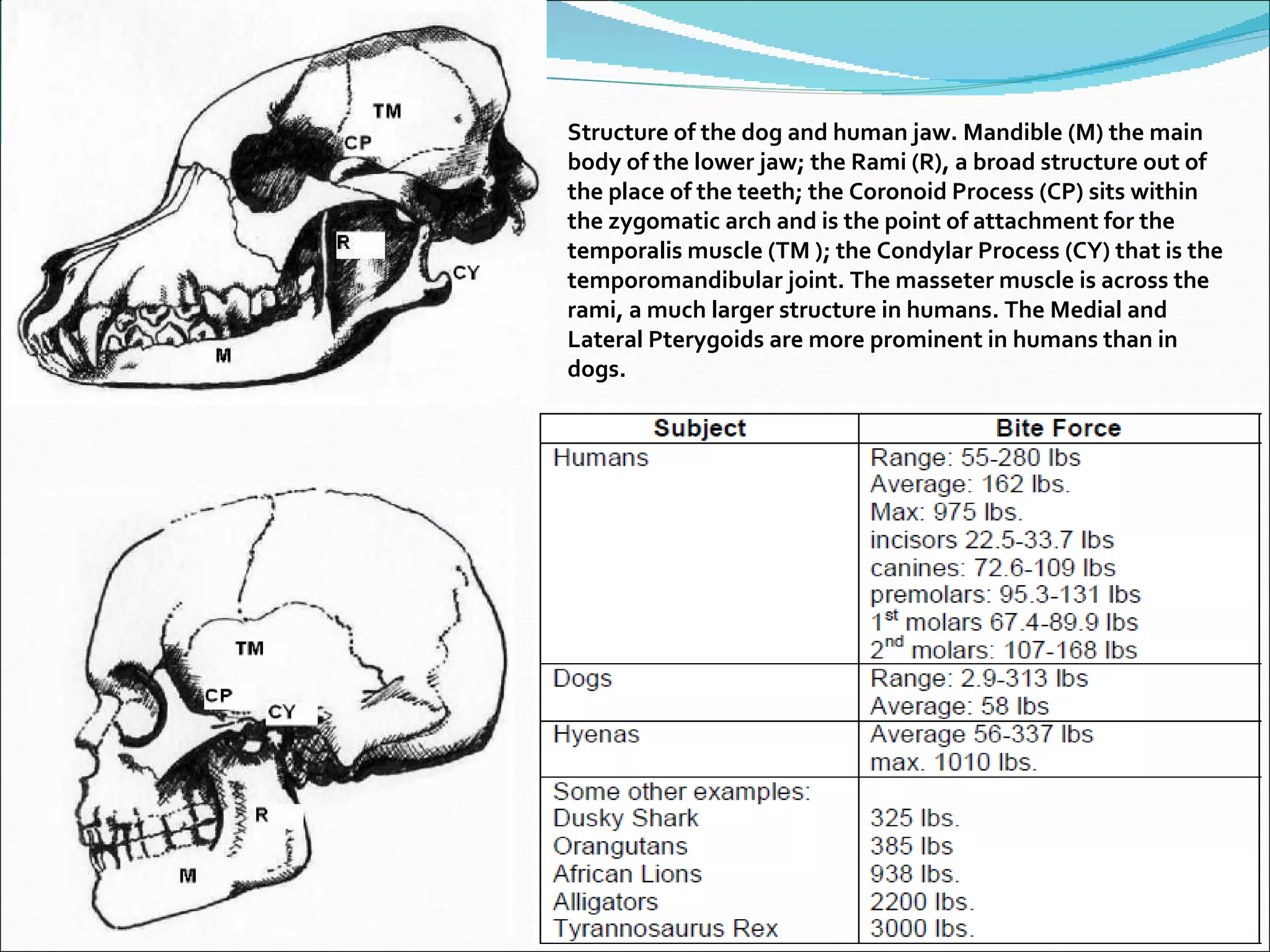 Structure of the dog and human jaw. Mandible (M) the main body of the lower jaw; the Rami (R), a broad structure out of the place of the teeth; the Coronoid Process (CP) sits within the zygomatic arch and is the point of attachment for the temporalis muscle (TM ); the Condylar Process (CY) that is the temporomandibular joint. The masseter muscle is across the rami, a much larger structure in humans. The Medial and Lateral Pterygoids are more prominent in humans than in dogs. 