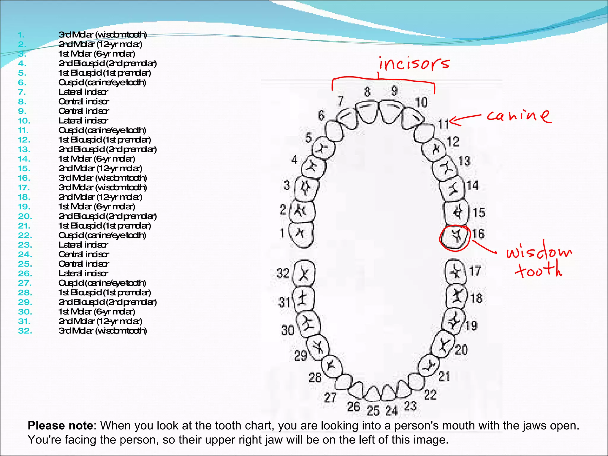 3rd Molar (wisdom tooth)  2nd Molar (12-yr molar)  1st Molar (6-yr molar)  2nd Bicuspid (2nd premolar)  1st Bicuspid (1st premolar)  Cuspid (canine/eye tooth)  Lateral incisor  Central incisor  Central incisor  Lateral incisor  Cuspid (canine/eye tooth)  1st Bicuspid (1st premolar)  2nd Bicuspid (2nd premolar)  1st Molar (6-yr molar)  2nd Molar (12-yr molar)  3rd Molar (wisdom tooth)  3rd Molar (wisdom tooth)  2nd Molar (12-yr molar)  1st Molar (6-yr molar)  2nd Bicuspid (2nd premolar)  1st Bicuspid (1st premolar)  Cuspid (canine/eye tooth)  Lateral incisor  Central incisor  Central incisor  Lateral incisor  Cuspid (canine/eye tooth)  1st Bicuspid (1st premolar)  2nd Bicuspid (2nd premolar)  1st Molar (6-yr molar)  2nd Molar (12-yr molar)  3rd Molar (wisdom tooth)  Please note : When you look at the tooth chart, you are looking into a person's mouth with the jaws open. You're facing the person, so their upper right jaw will be on the left of this image.  