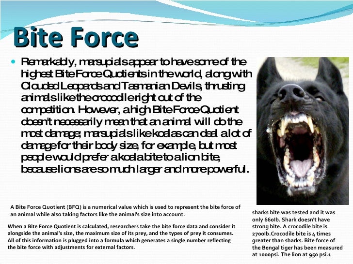 What Is The Bite Force Of A Wolf Peiauto Com