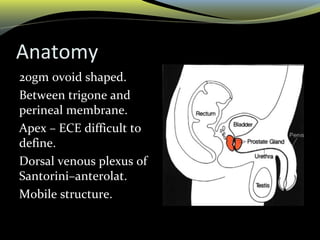 Anatomy
20gm ovoid shaped.
Between trigone and
perineal membrane.
Apex – ECE difficult to
define.
Dorsal venous plexus of
Santorini–anterolat.
Mobile structure.
 