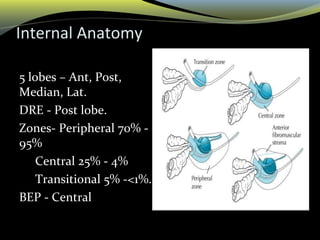 Internal Anatomy
5 lobes – Ant, Post,
Median, Lat.
DRE - Post lobe.
Zones- Peripheral 70% -
95%
Central 25% - 4%
Transitional 5% -<1%.
BEP - Central
 