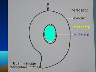 Pericarp:
exocarp
mesocarp
endocarp

Buah mangga
(Mangifera indica)

 