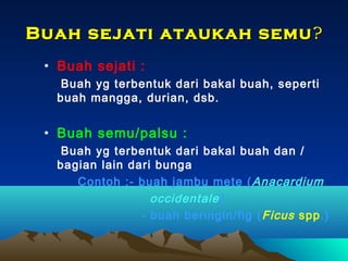 Buah sejati ataukah semu ?
• Buah sejati :
Buah yg terbentuk dari bakal buah, seperti
buah mangga, durian, dsb.

• Buah semu/palsu :
Buah yg terbentuk dari bakal buah dan /
bagian lain dari bunga
Contoh :- buah jambu mete ( Anacardium
occidentale)
- buah beringin/fig ( Ficus spp.)

 