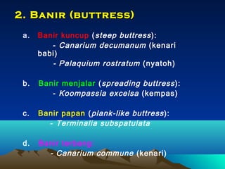 2. Banir (buttress)
a.

Banir kuncup ( steep buttress ):
- Canarium decumanum (kenari
babi)
- Palaquium rostratum (nyatoh)

b.

Banir menjalar ( spreading buttress ):
- Koompassia excelsa (kempas)

c.

Banir papan ( plank-like buttress ):
- Terminalia subspatulata

d.

Banir terbang:
- Canarium commune (kenari)

 