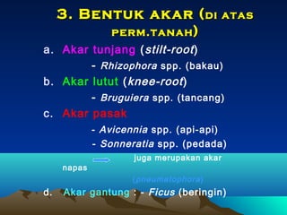 3. Bentuk akar ( di atas
perm.tanah )
a. Akar tunjang ( stilt-root )
- Rhizophora spp. (bakau)
b. Akar lutut ( knee-root )
- Bruguiera spp. (tancang)
c. Akar pasak
- Avicennia spp. (api-api)
- Sonneratia spp. (pedada)
napas

juga merupakan akar
( pneumatophora )

d.

Akar gantung : - Ficus (beringin)

 