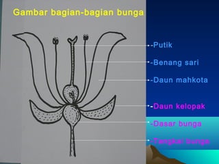 Gambar bagian-bagian bunga

-Putik
-Benang sari
-Daun mahkota
-Daun kelopak
-Dasar bunga
-Tangkai bunga

 