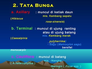 2. Tata Bunga
a. Axillary
( Hibiscus

: muncul di ketiak daun
mis. Kembang sepatu

rosa-sinensis )

b. Terminal : muncul di ujung ranting
atau di ujung batang

( Caesalpinia

monocarpic

mis.-Kembang merak

pulcherrima)
- Sagu ( Metroxylon sagu )
bersifat

c. Cauliflora : muncul di batang
( A.heterophyllus )

mis. -Nangka

-Beringin ( Ficus spp . )

 