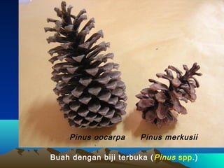 Pinus oocarpa

Pinus merkusii

Buah dengan biji terbuka ( Pinus spp.)

 