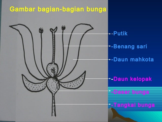 Mgg 3 Morfologi Phn