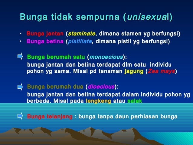 Mgg 3 Morfologi Phn