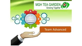Mgh tea Garden -Mgh Tea organic Aggiornamenti al 24 agosto Guadagnare con il tè!