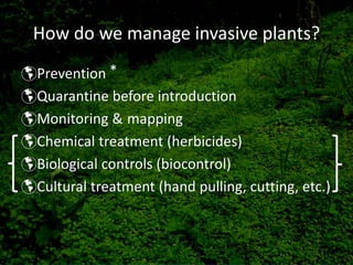 How do we manage invasive plants?
Prevention *
Quarantine before introduction
Monitoring & mapping
Chemical treatment (herbicides)
Biological controls (biocontrol)
Cultural treatment (hand pulling, cutting, etc.)
 
