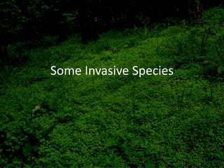 Some Invasive Species
 