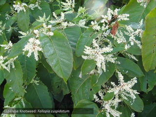 Photo ‐ knotweed 




Japanese Knotweed: Fallopia cuspidatum
 