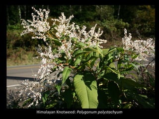 Himalayan Knotweed: Polygonum polystachyum
 