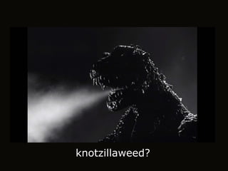 knotzillaweed?
 
