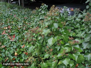 Photo ‐ English ivy




English Ivy: Hedera helix
 
