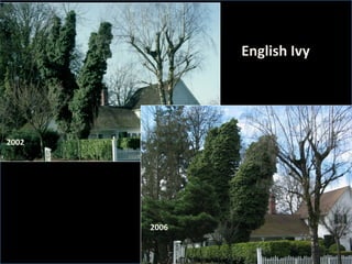 English Ivy



  Photos – black walnut tree covered 
2002         by English ivy



                  2006
 