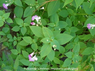 Policeman’s Helmet: Impatiens gladulifera
 