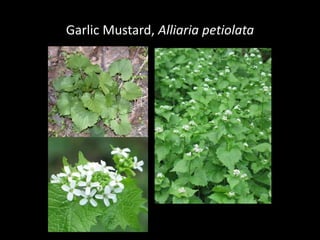 Garlic Mustard, Alliaria petiolata
 