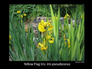 Photo: OSU
Yellow Flag Iris: Iris pseudacorus
 