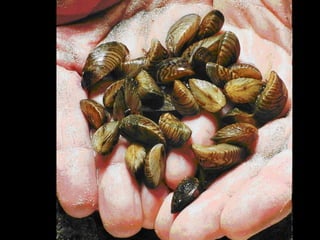 Invasive species means an alien species
whose introduction does or is likely to
cause economic or environmental harm
or harm to human health.
 