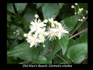 Photo: Wikimedia
Old Man’s Beard: Clematis vitalba
 