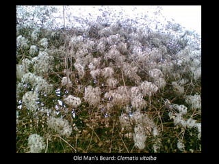 Old Man’s Beard: Clematis vitalba
 
