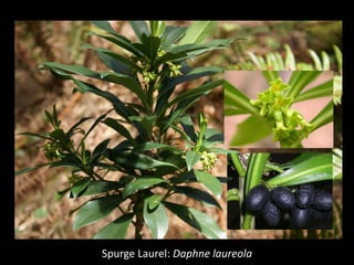 Spurge Laurel: Daphne laureola
 