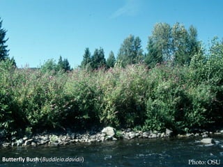 Photo ‐ butterfly bush infestation in 
                     Lane Co.




Butterfly Bush (Buddleia davidii)         Photo: OSU
 
