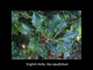 English Holly: Ilex aquifolium
 