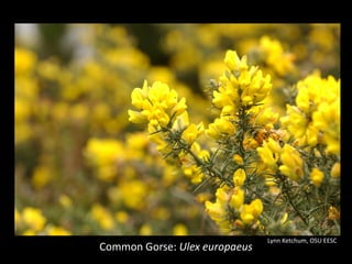Lynn Ketchum, OSU EESC
Common Gorse: Ulex europaeus
 