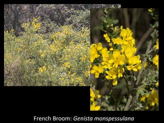 French Broom: Genista monspessulana
 