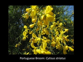 Portuguese Broom: Cytisus striatus
 
