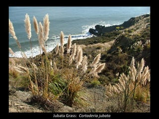 Jubata Grass:  Cortaderia jubata
 