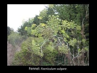 Fennel: Foeniculum vulgare
 